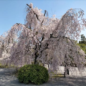 元離宮二条城に投稿された画像（2022/4/10）