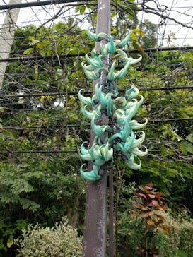 美らヤシパークオキナワ・東南植物楽園に投稿された画像（2022/4/10）