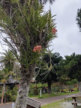 美らヤシパークオキナワ・東南植物楽園に投稿された画像（2022/4/10）