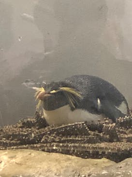 マクセル アクアパーク品川に投稿された画像（2022/4/10）