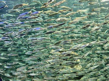 サンシャイン水族館に投稿された画像（2022/4/10）