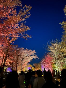 NAKED FLOWERS 2022 -桜- 世界遺産・二条城に投稿された画像（2022/4/10）