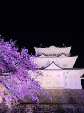 小田原城に投稿された画像（2022/4/10）