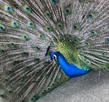 ネオパークオキナワに投稿された画像（2022/4/10）