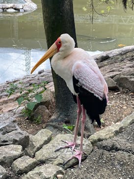 ネオパークオキナワに投稿された画像（2022/4/10）