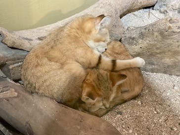 ネオパークオキナワに投稿された画像（2022/4/10）