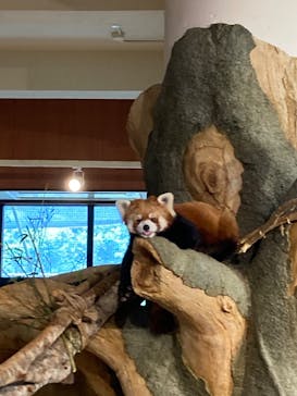 ネオパークオキナワに投稿された画像（2022/4/10）