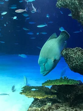 サンシャイン水族館に投稿された画像（2022/4/10）