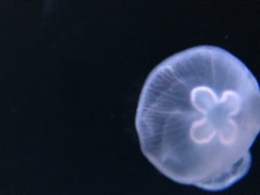 サンシャイン水族館に投稿された画像（2022/4/10）
