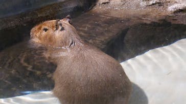 マクセル アクアパーク品川に投稿された画像（2022/4/10）