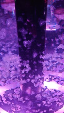 マクセル アクアパーク品川に投稿された画像（2022/4/10）