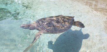 新江ノ島水族館に投稿された画像（2022/4/10）