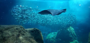 新江ノ島水族館に投稿された画像（2022/4/10）