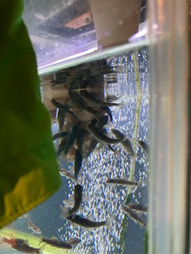 サケのふるさと 千歳水族館に投稿された画像（2022/4/10）