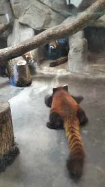 天王寺動物園に投稿された画像（2022/4/10）
