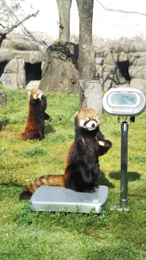 天王寺動物園に投稿された画像（2022/4/10）