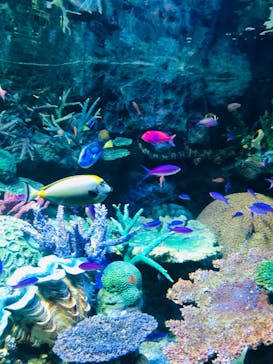 サンシャイン水族館に投稿された画像（2022/4/10）