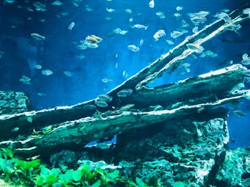 サンシャイン水族館に投稿された画像（2022/4/10）