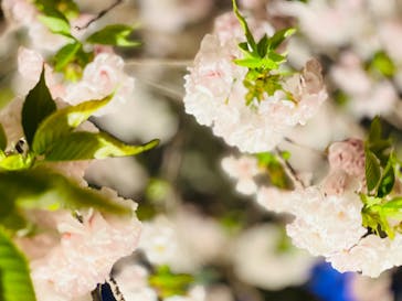 NAKED FLOWERS 2022 -桜- 世界遺産・二条城に投稿された画像（2022/4/10）