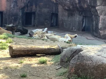 天王寺動物園に投稿された画像（2022/4/10）