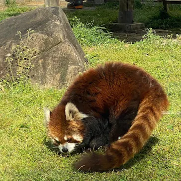 天王寺動物園に投稿された画像（2022/4/10）