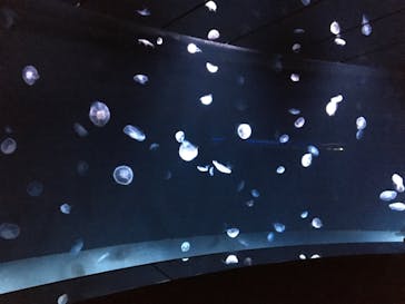 サンシャイン水族館に投稿された画像（2022/4/10）