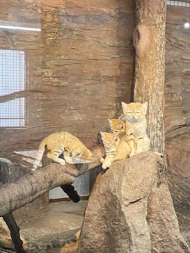 那須どうぶつ王国に投稿された画像（2022/4/10）