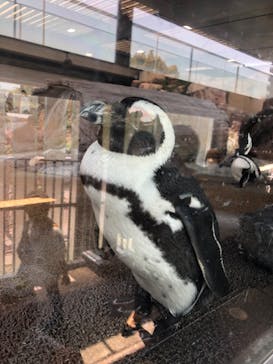 京都鉄道博物館×京都水族館に投稿された画像（2022/4/10）