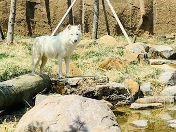 那須どうぶつ王国に投稿された画像（2022/4/10）