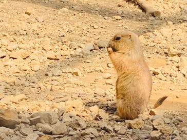 那須どうぶつ王国に投稿された画像（2022/4/10）