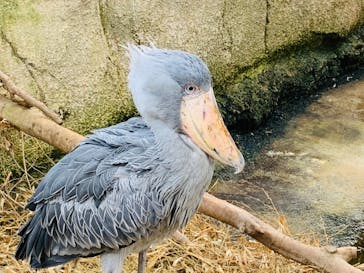 那須どうぶつ王国に投稿された画像（2022/4/10）