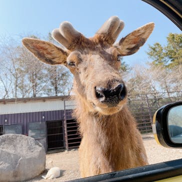 那須サファリパークに投稿された画像（2022/4/10）