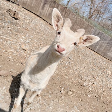 那須サファリパークに投稿された画像（2022/4/10）