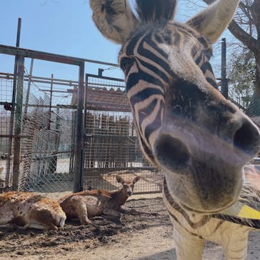 那須サファリパークに投稿された画像（2022/4/10）