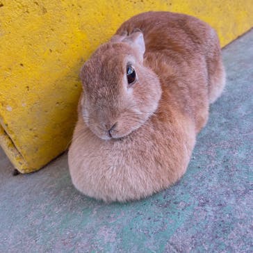 那須サファリパークに投稿された画像（2022/4/10）