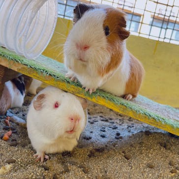 那須サファリパークに投稿された画像（2022/4/10）