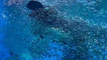 仙台うみの杜水族館に投稿された画像（2022/4/11）