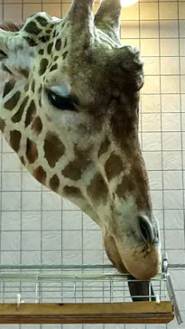 天王寺動物園に投稿された画像（2022/4/10）