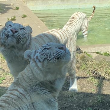 伊豆アニマルキングダムに投稿された画像（2022/4/10）