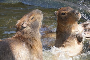 伊豆アニマルキングダムに投稿された画像（2022/4/10）