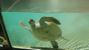 新江ノ島水族館に投稿された画像（2022/4/10）