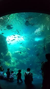 新江ノ島水族館に投稿された画像（2022/4/10）