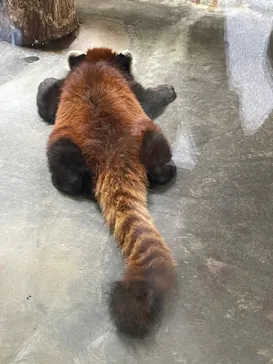 天王寺動物園に投稿された画像（2022/4/10）