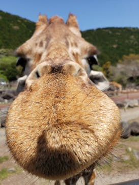 伊豆アニマルキングダムに投稿された画像（2022/4/11）