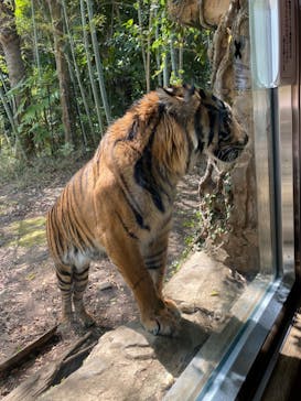 よこはま動物園ズーラシアに投稿された画像（2022/4/11）