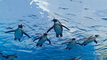 サンシャイン水族館に投稿された画像（2022/4/11）