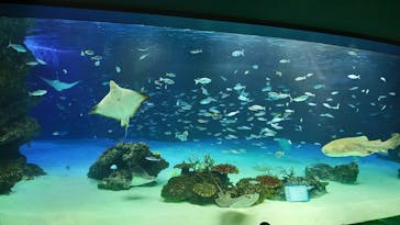 サンシャイン水族館に投稿された画像（2022/4/11）