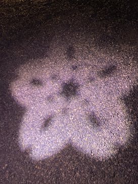 NAKED FLOWERS 2022 -桜- 世界遺産・二条城に投稿された画像（2022/4/11）