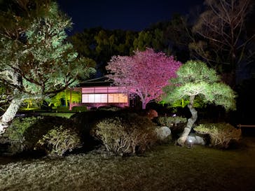 NAKED FLOWERS 2022 -桜- 世界遺産・二条城に投稿された画像（2022/4/11）