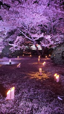 姫路城（イベント）に投稿された画像（2022/4/11）